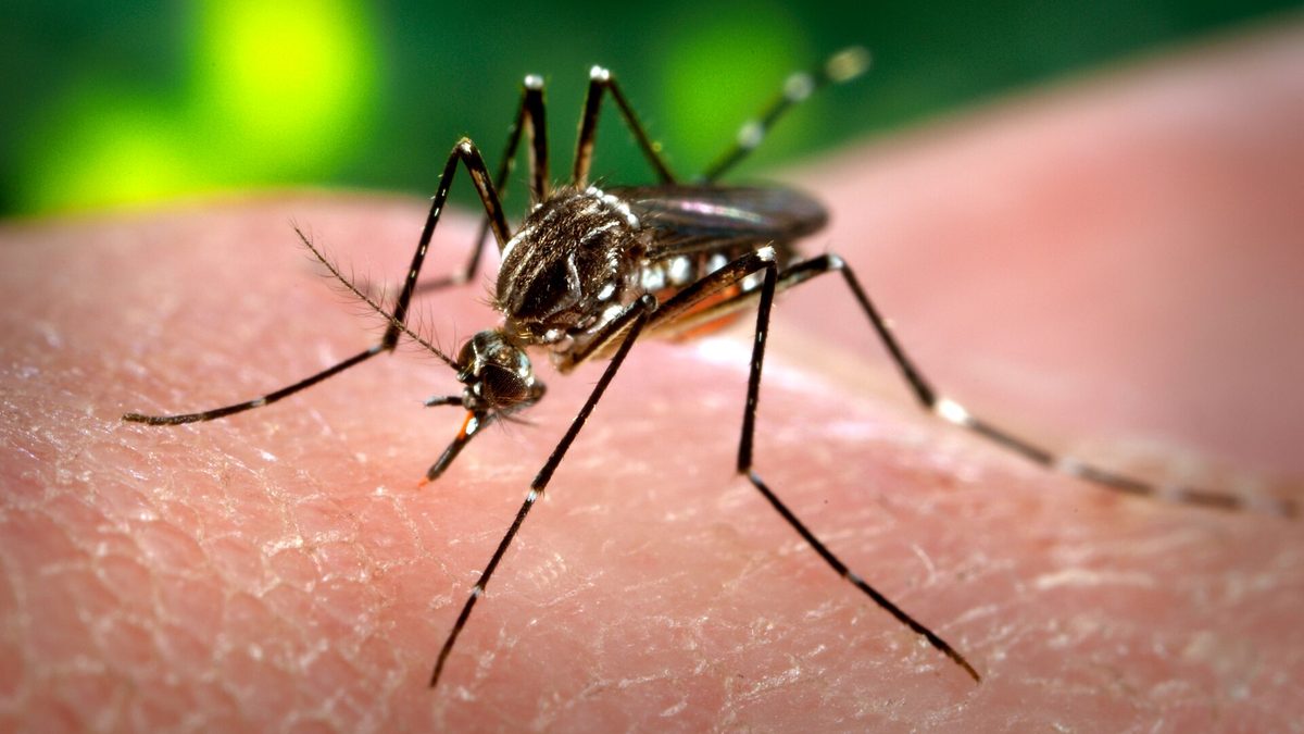 Fêmea do mosquito Aedes aegypti pousada sobre a pele de uma pessoa