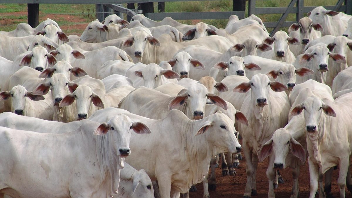 Rebanho de gado nelore branco reunido em curral de fazenda