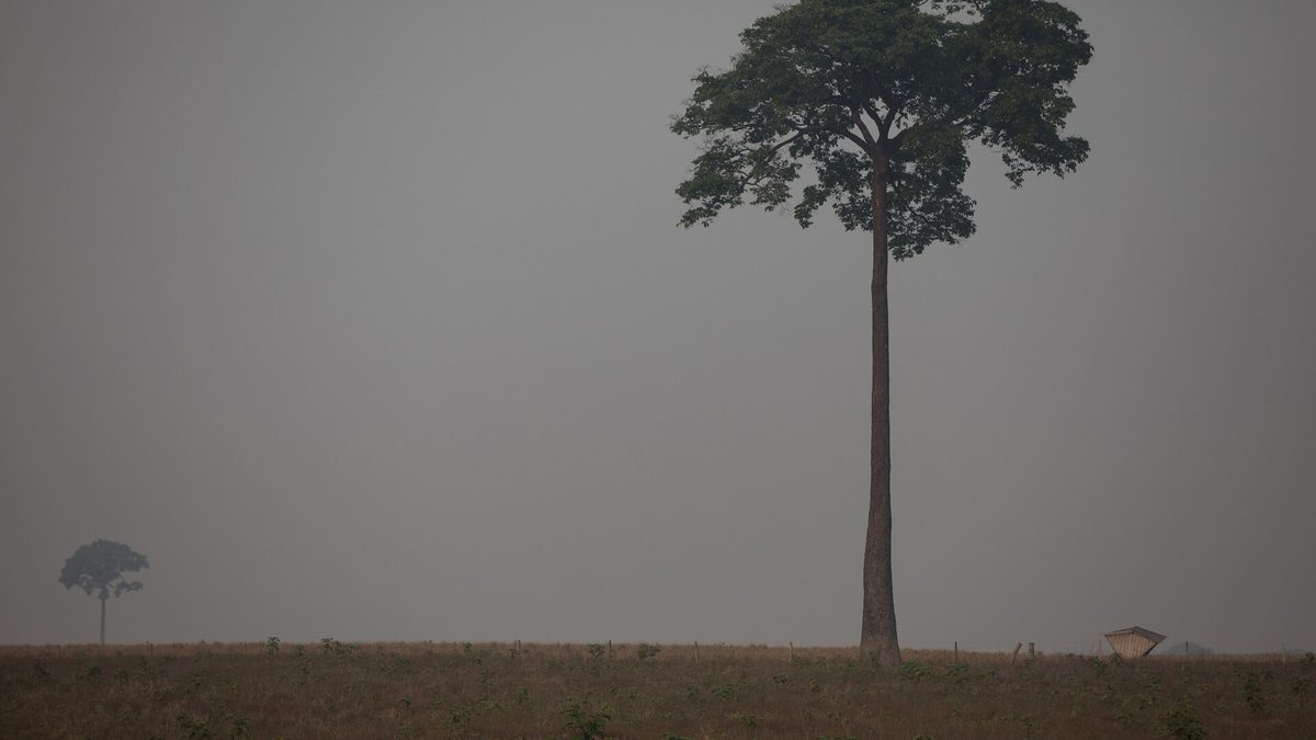 Árvore isolada em pasto coberto de fumaça na Amazônia